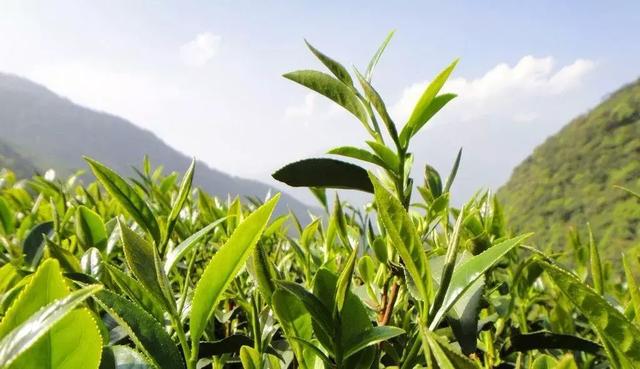 第 1 个：“天府龙芽茶馆行”在德阳站举办了北川苔子茶禹露专场品鉴会，圆满成功。这次活动由茶友网（原中国普洱茶网）主办，时间是6月19日，天气晴朗，气温达到32度。