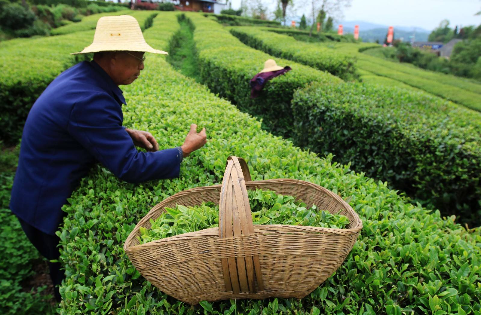 茶色素是黑茶中的重要活性成分！