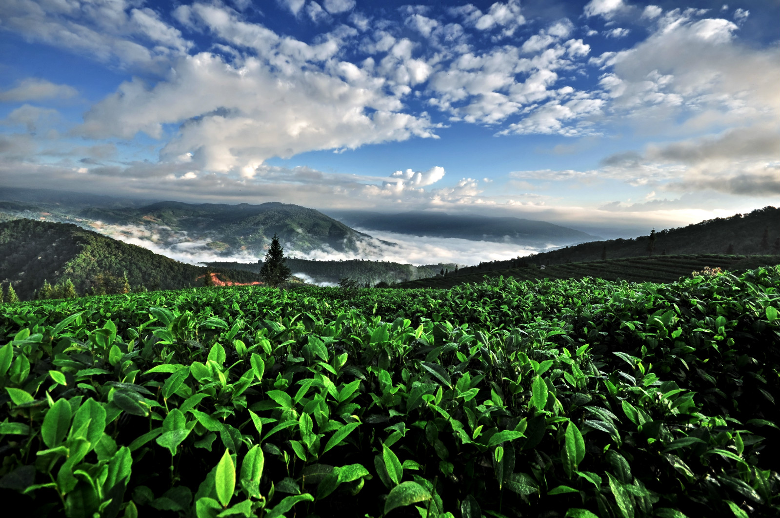 为什么雨天泡的茶香气弱？