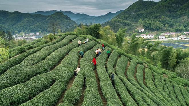 陈茶：回味悠长，色彩独特，口感丰富