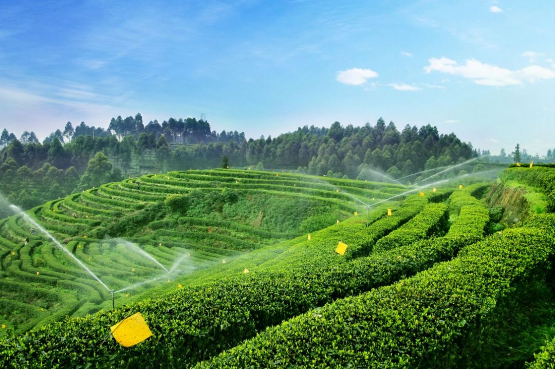 下雨天泡的茶，为什么香味会变得淡？