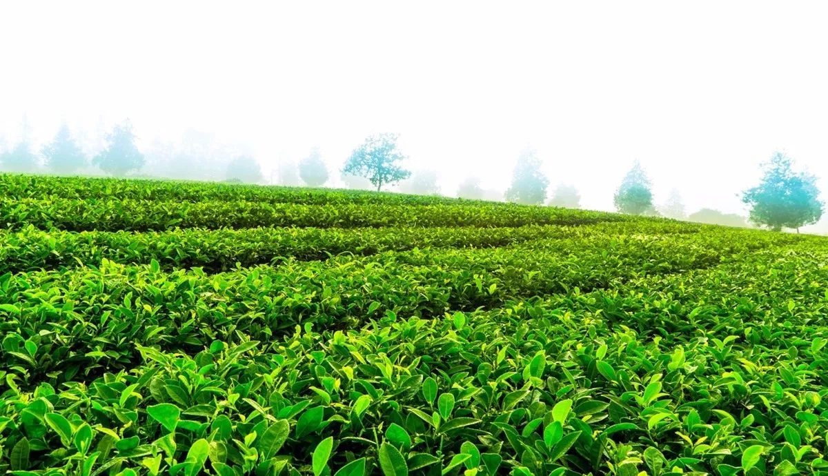 茶香的最高境界（生茶篇）