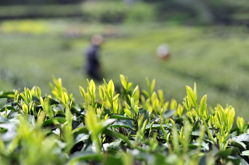 第 1 个：都说茶健康，茶里到底有什么？