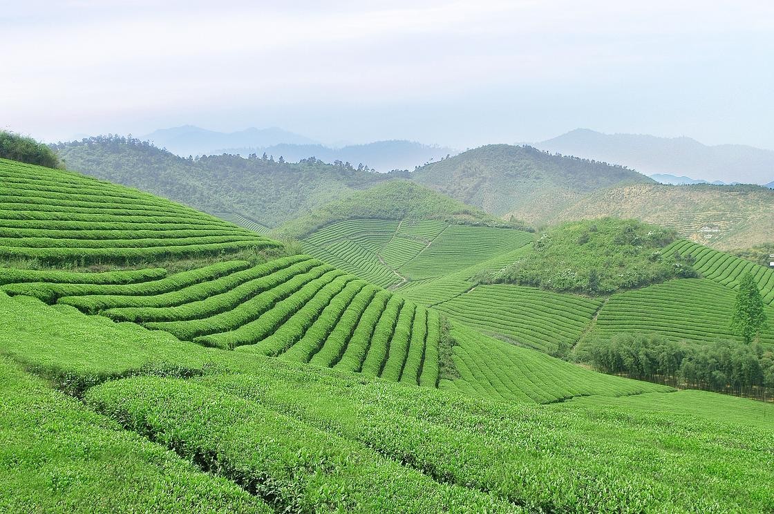 第 1 个：道法自然，浅说中国的茶艺茶道