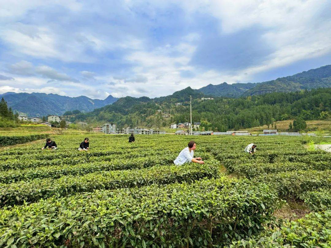 闻起来太香了？几招教你分辨你的茶是不是香精茶