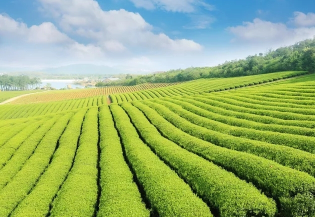 第 1 个：虫屎茶，有多少人敢喝？