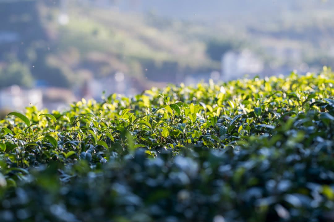 第 1 个：贵州特产茶叶：香气犹存，口感细腻，值得一品