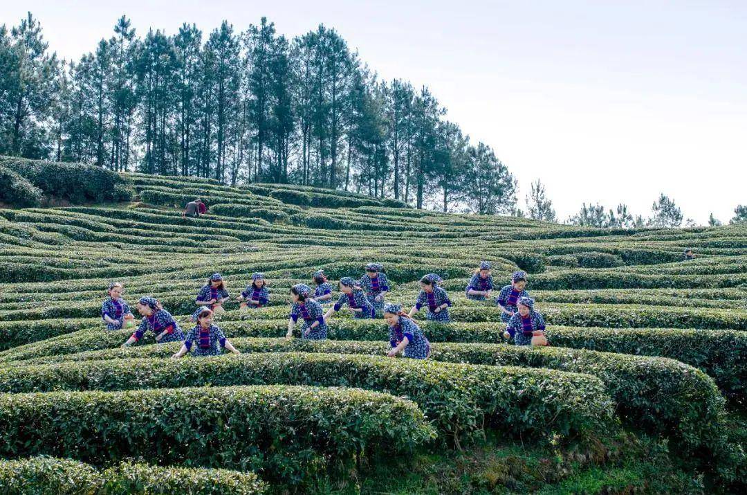 雅茶蒙顶黄芽荣获“蒙顶山杯”第九届中国黄茶斗茶大赛特别金奖茶友网(原中国普洱茶网)