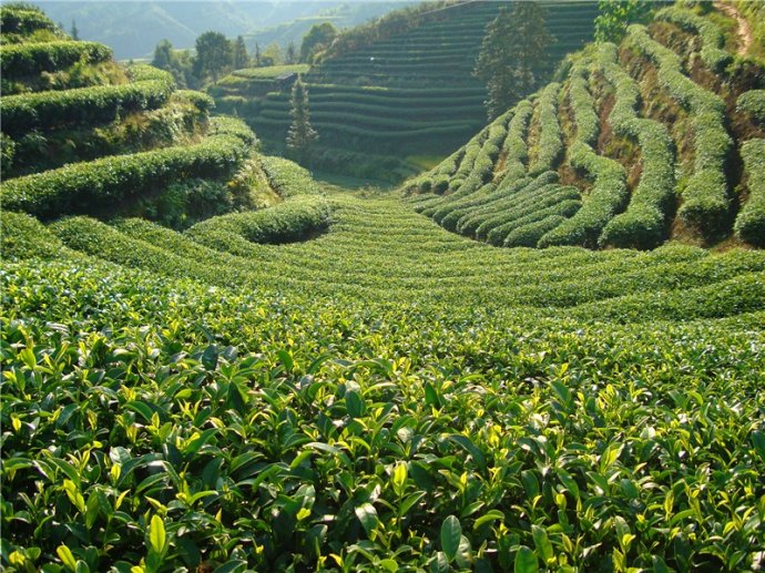 颠覆你对茶叶的所有的认知，喝不喝茶的都看看！