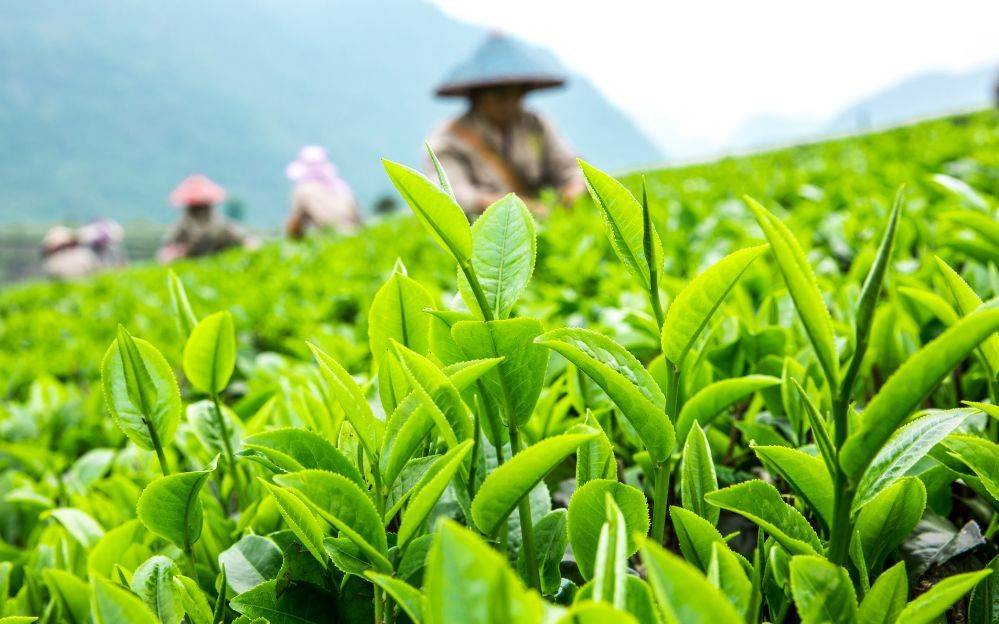 第 1 个：迪夫特谈茶：茶绿糕